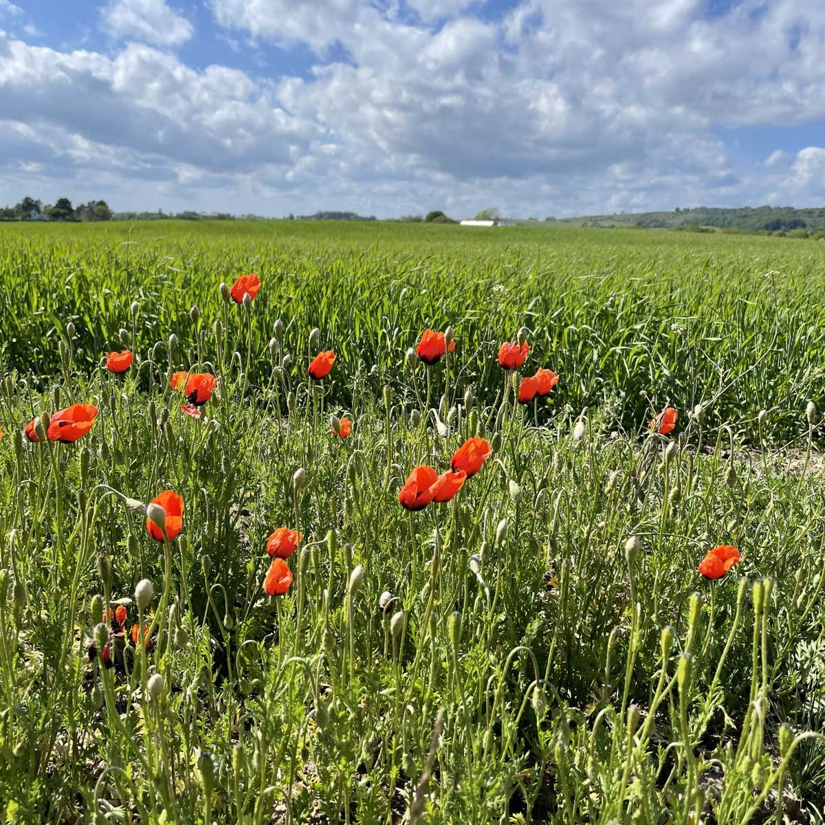 Poppies_near_Tranehuset