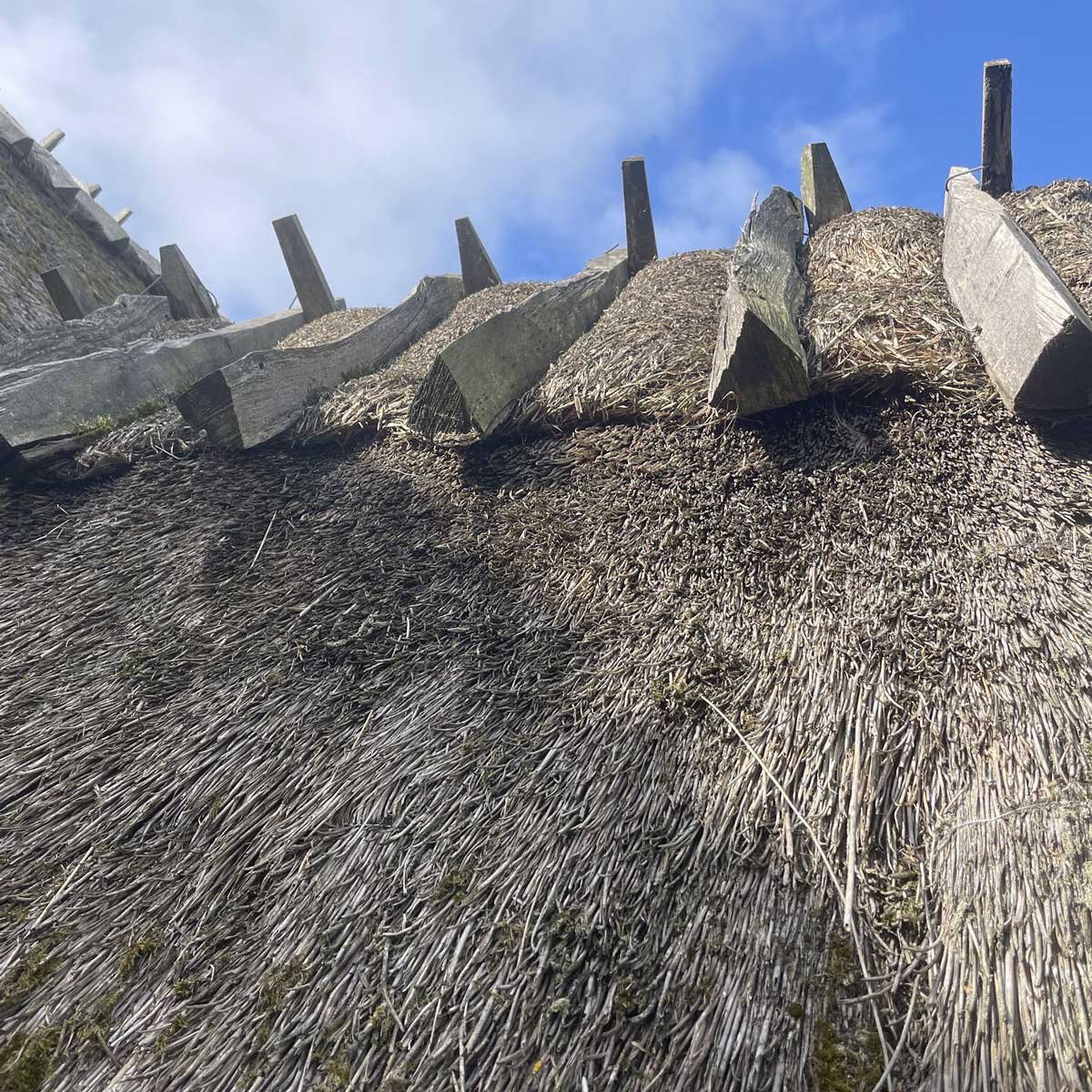 Special_roof_Tranehuset